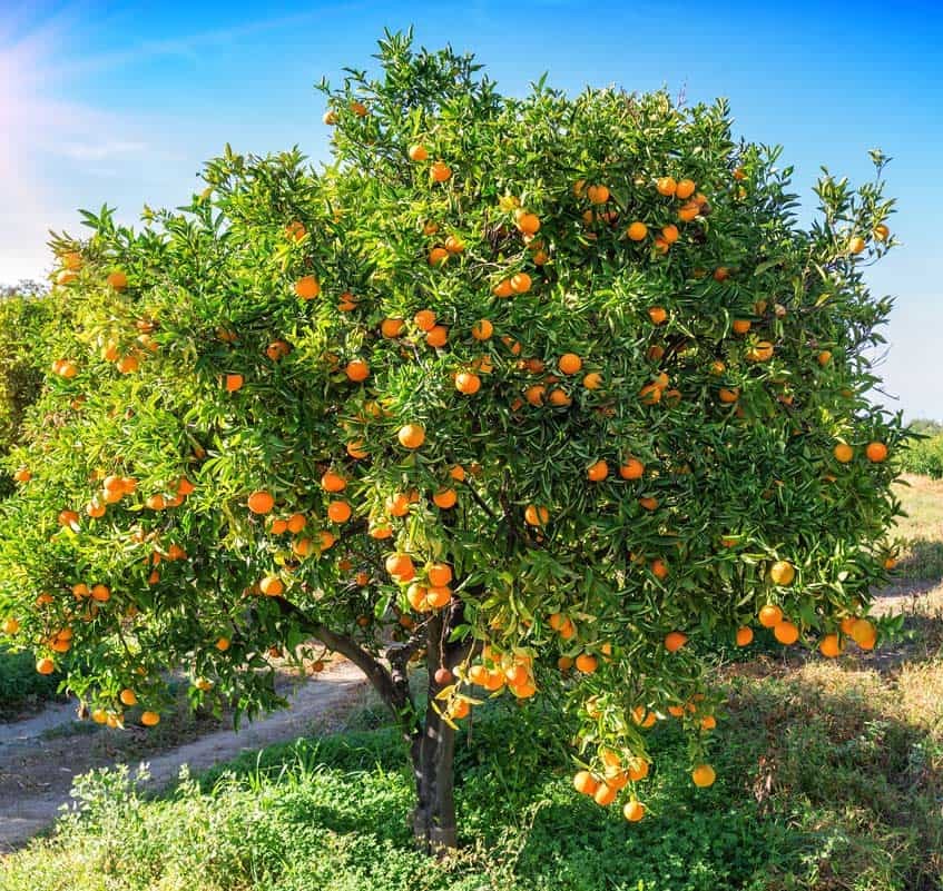 Fondo campo difuminado