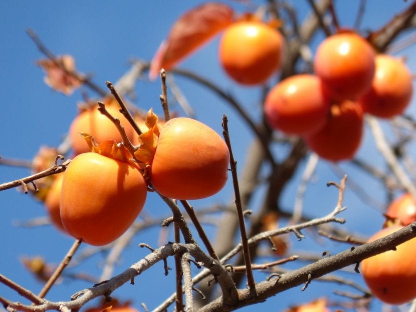 Curso de Poda de Caquis